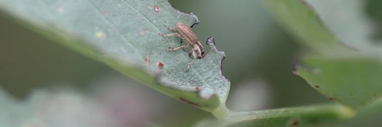 Ein Blattrandkäfer auf einem Blatt.
