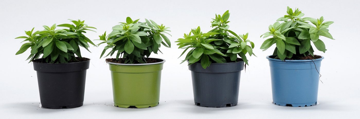 Vier Pflanztöpfe nebeneinander in den Farben schwarz, grün, grau und blau. Darin befinden sich Pflanzen (Calibrachoa).