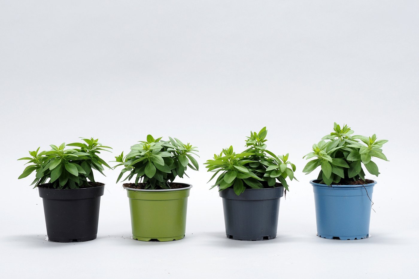 Vier Pflanztöpfe nebeneinander in den Farben schwarz, grün, grau und blau. Darin befinden sich Pflanzen (Calibrachoa).