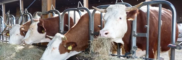 Vier Kühe mit Hörnern fressen Heu am Futtertisch
