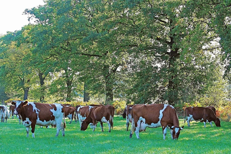 Kühe auf der Weide