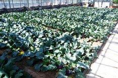 Kohlrabipflanzen in einem Gewächshaus. Klick führt zu Großansicht.