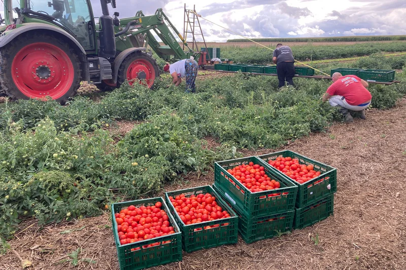 Freilandtomaten Ernte, Klick auf das Bild führt zu Großanscicht, Schließen mit ESC