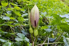 Die Pflanze des Monats Oktober 2025: Gefleckter Aronstab (Arum maculatum)