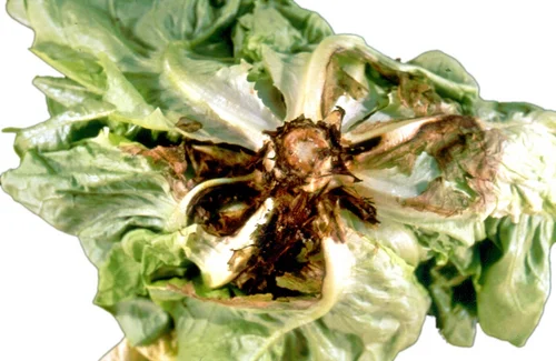 Schwarzfäule an Kopfsalat. Zum Vergrößern klicken