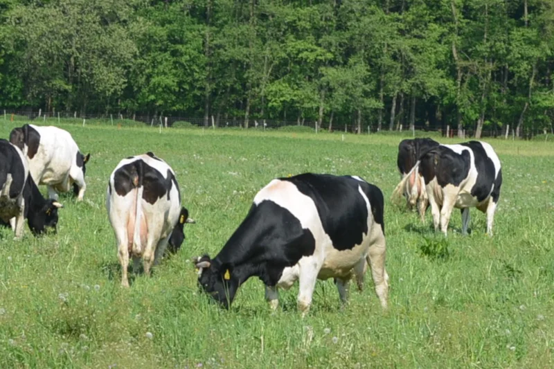 Züchtung Deutsches Schwarzbuntes Niederungsrind