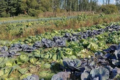 Studie: München kann sich bio-regional ernähren