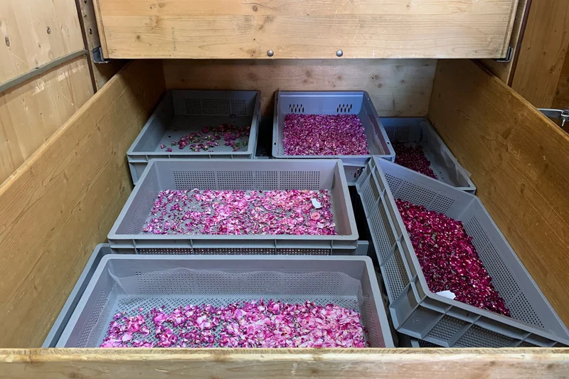 Rosa Kornblumen im Trockner. Klick führt zu Großansicht in neuem Fenster.