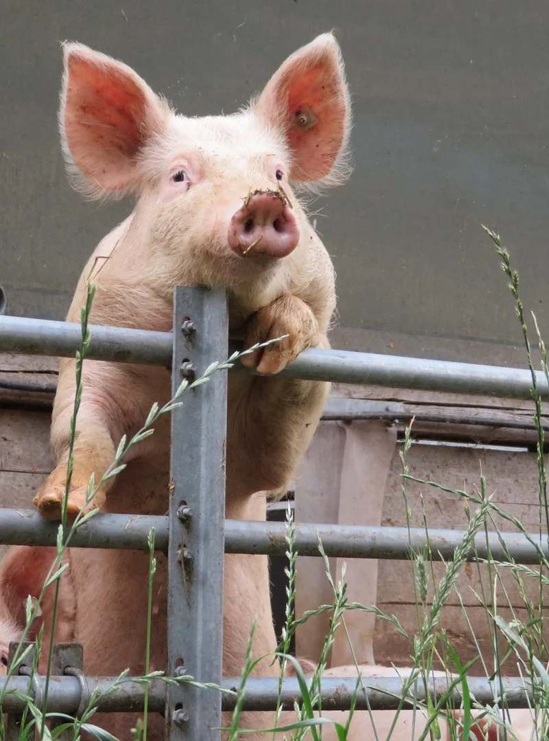 Schwein