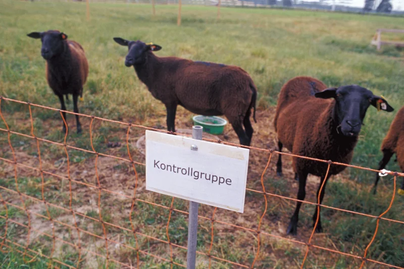Schafe blicken über einen Zaun, der die Aufschrift "Kontrollgruppe" trägt.