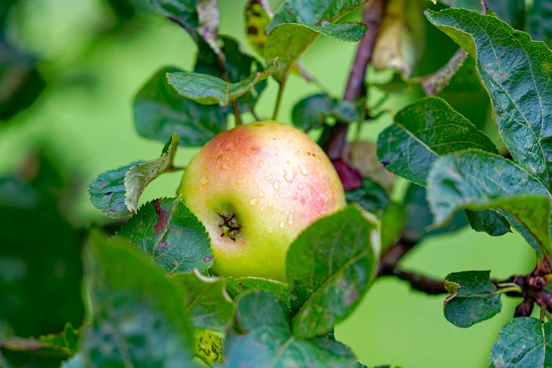 Apfel am Baum. Klick führt zu Großansicht in neuem Fenster, schließen per ESC.