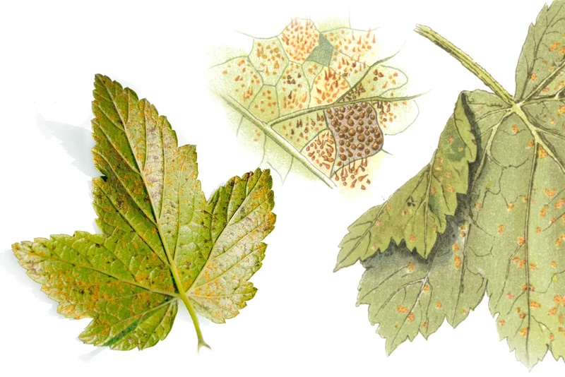 Johannisbeer Säulenrost, Strobenrost, Blasenrost (Cronartium ribicola)