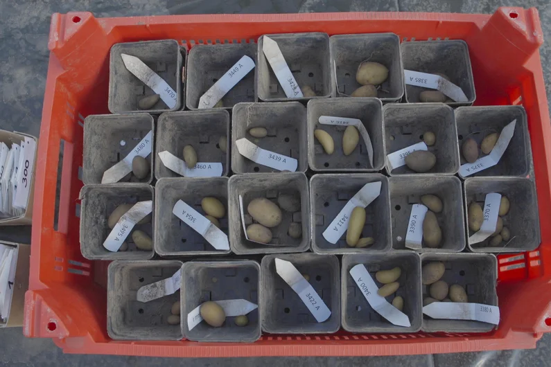 Kiste von oben voller unterschiedlicher Kartoffelsorten.
