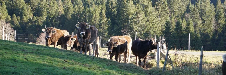 Rinder auf der Weide