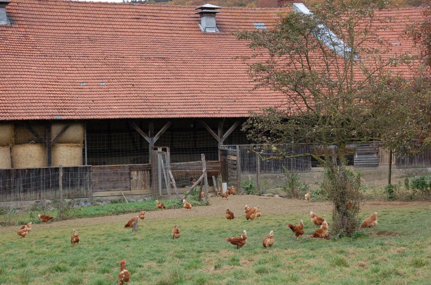 Hühner