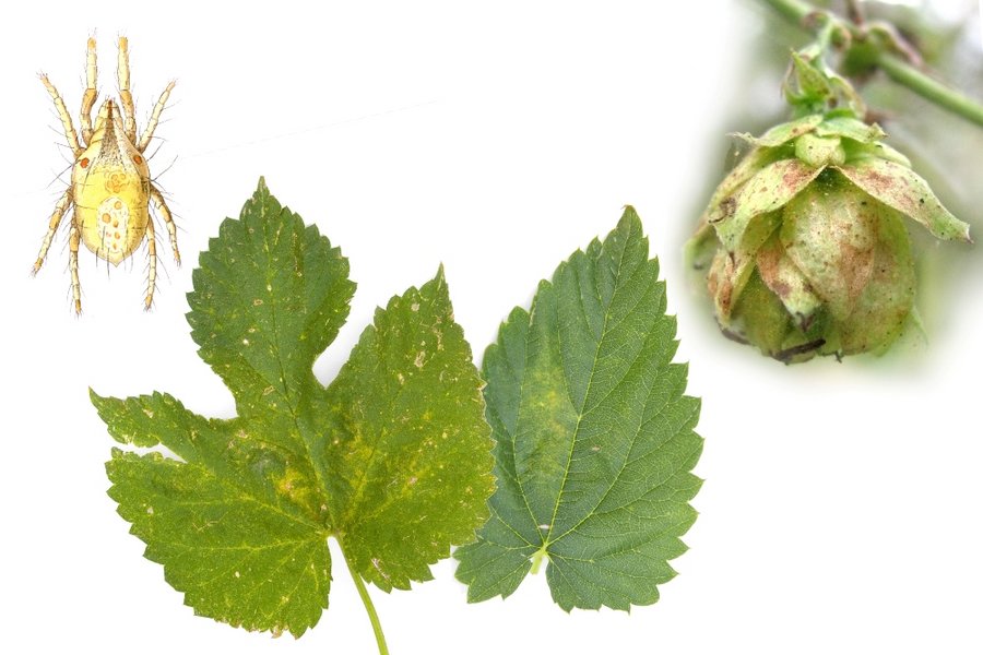 weihnachtsstern düngestäbchen Purgrün Weihnachtsstern-Dünger 1 Liter