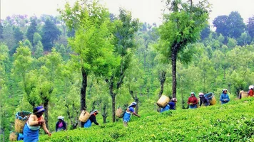 Teeplantage