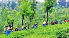 Zeit für schwarzen und grünen Bio-Tee
