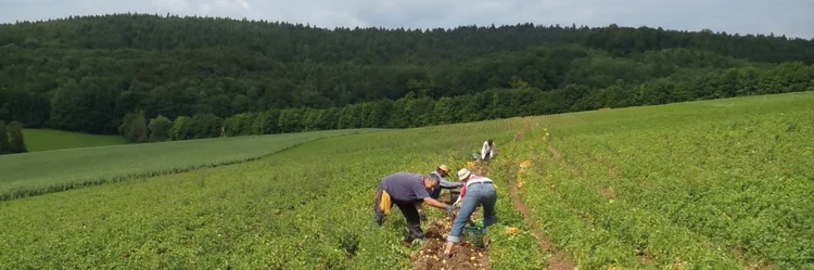 Menschen bei der Kartoffelernte