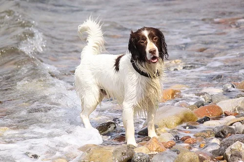 Braunweißer Hund am Meer. Klick führt zu Großansicht im neuem Fenster.