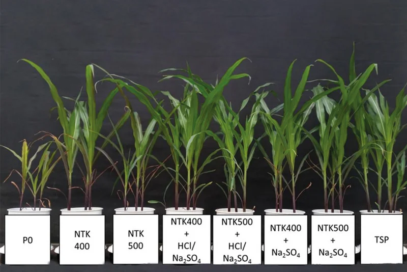Rückgewinnung von Phosphor aus Klärschlamm mit Düngewirkung für die Landwirtschaft