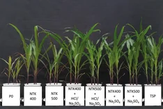 Rückgewinnung von Phosphor aus Klärschlamm mit Düngewirkung für die Landwirtschaft