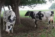 Weidehof