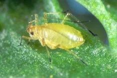 Schalottenblattlaus (Myzus ascalonicus)