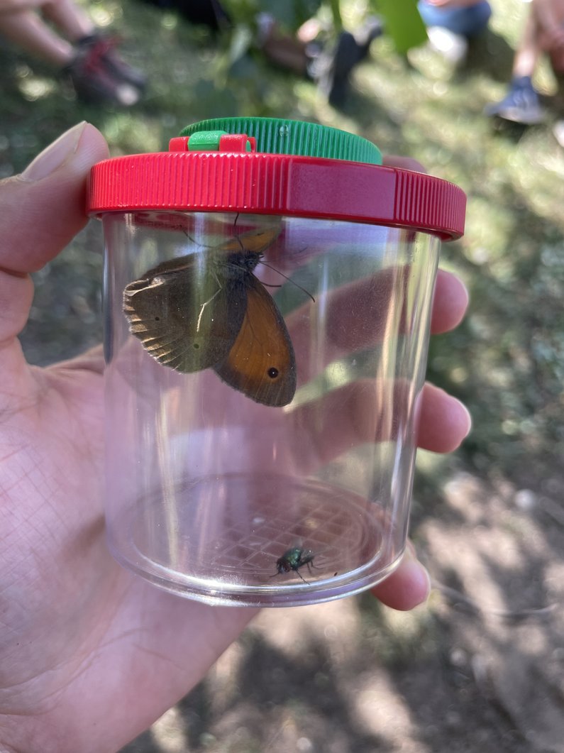 Schmetterling und Fliege in einem Lupenglas.