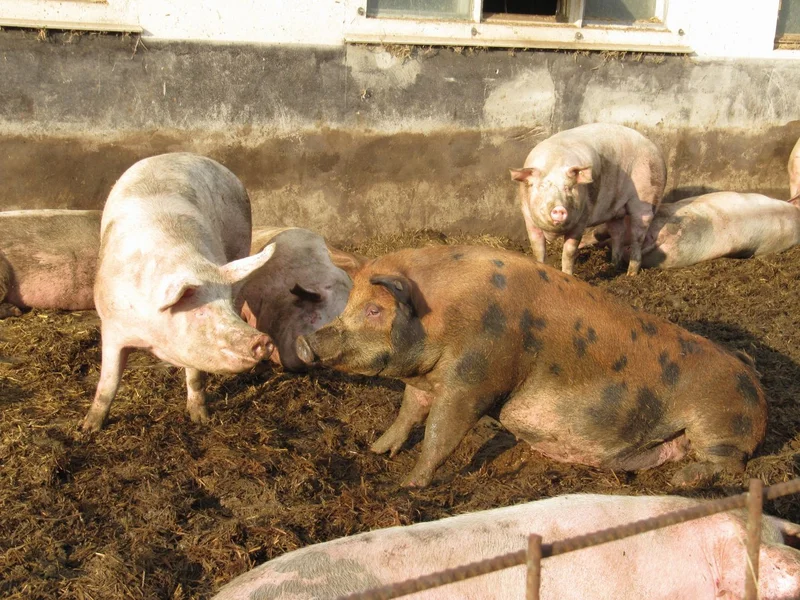 Schweine