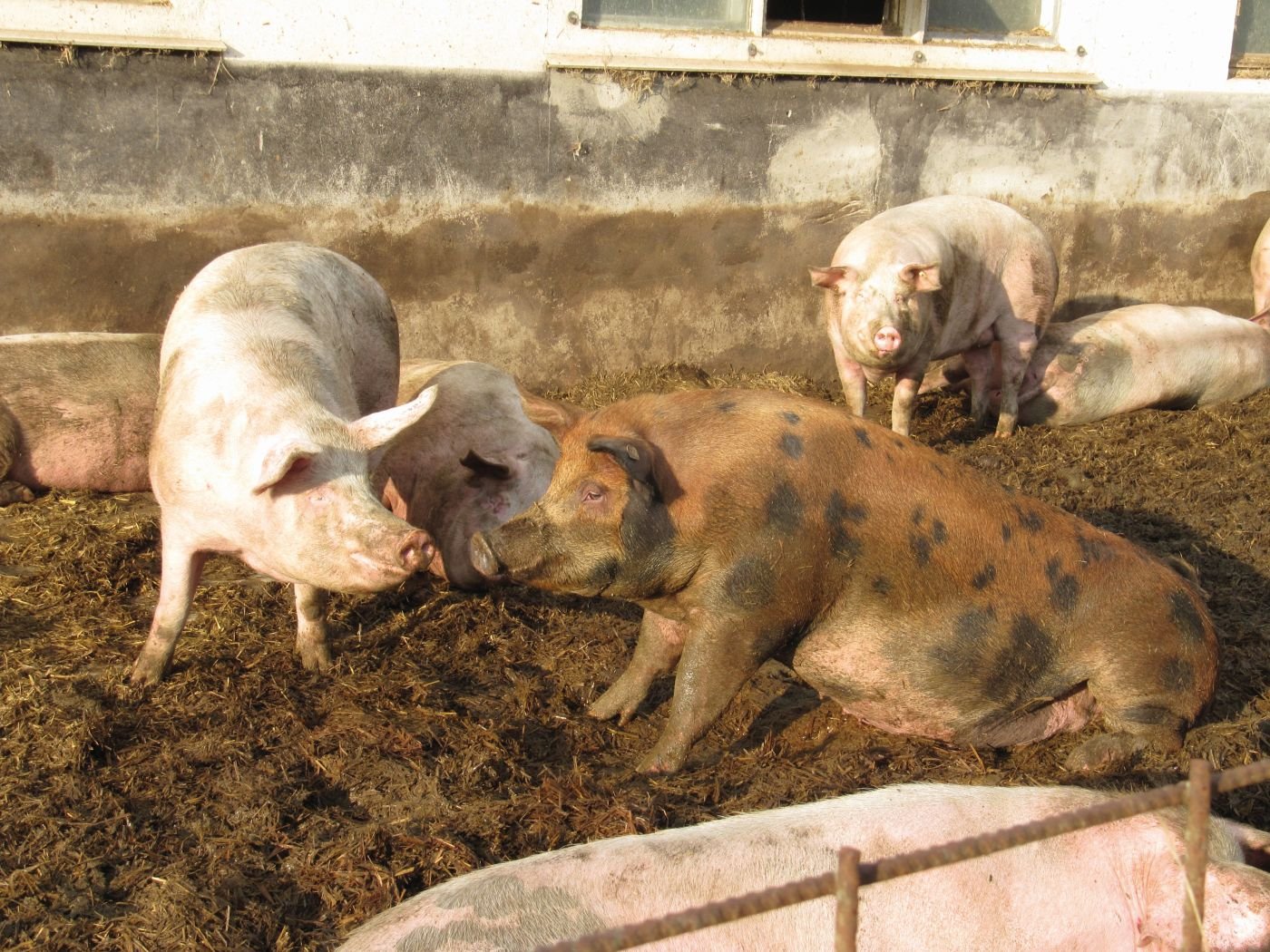 Schweine