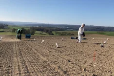 Alternative Phosphordünger (P-Rezyklate) zur Ertragssteigerung von Leguminosen und Getreide im Ökologischen Landbau