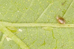 parasitierte Hopfenblattlaus