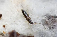 Kurzflügelkäfer Atheta