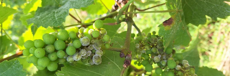 Infektion des Falschen Mehltaus an der Sorte Riesling.