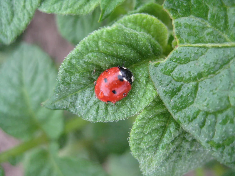 Siebenpunkt-Marienkäfer (Coccinella septempunctata)