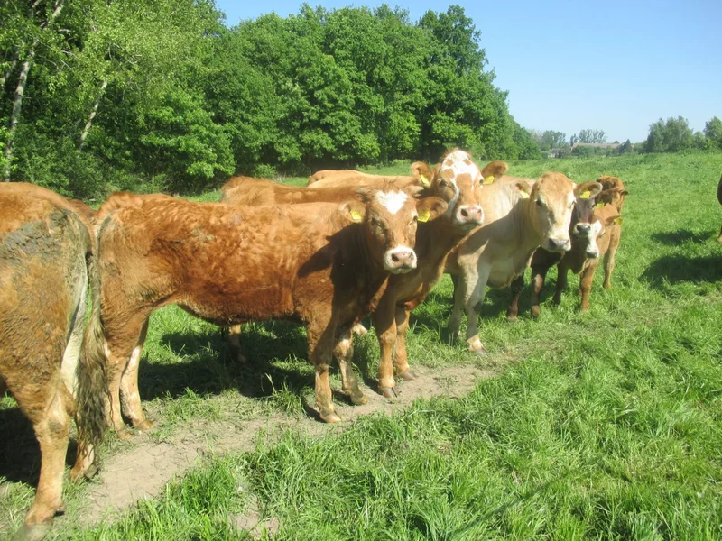 Rinder auf der Weide.