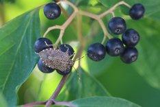 Marmorierte Baumwanze auf blauen Beeren einer Pflanze. Klick führt zu Großansicht.
