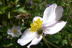 Ein Hoch auf unsere Bienen! Weltbienentag am 20. Mai