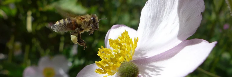Honigbiene fliegt vor einer Anemone.