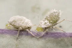 Mehlige Kohlblattläuse an Kohlrabi