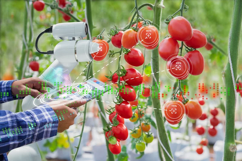 Zu sehen sind Hände mit einem Tablet in der Hand. Ein Roboter mit Kamera neben den Händen scannt die Tomatenreihen vor ihm. Grafisch wird angedeutet, dass hier mithilfe des Tablets und des Roboters Daten gesammelt werden. Klick führt zu Großansicht.
