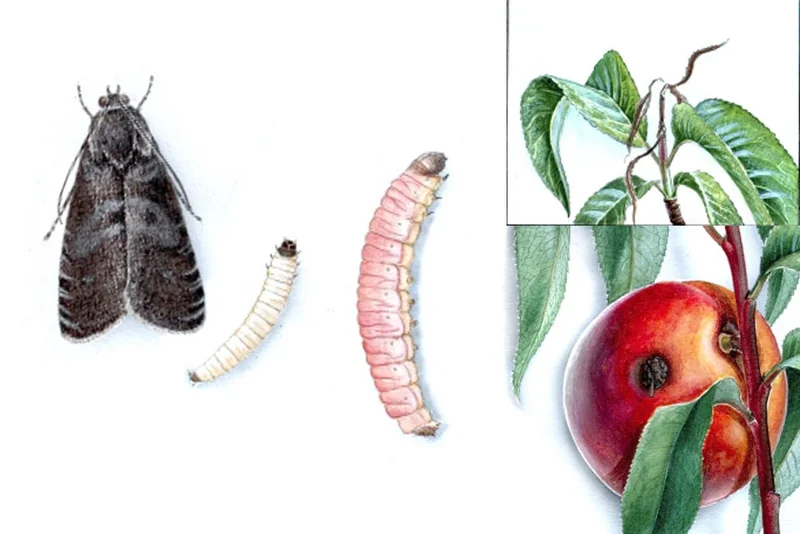 Pfirsichtriebwickler (Cydia molesta), Pfirsichwickler, Pfirsichtriebbohrer