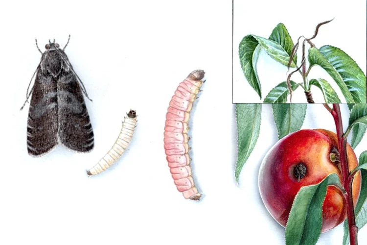 Pfirsichwickler und Schadbild. Zum Vergrößern Klicken.