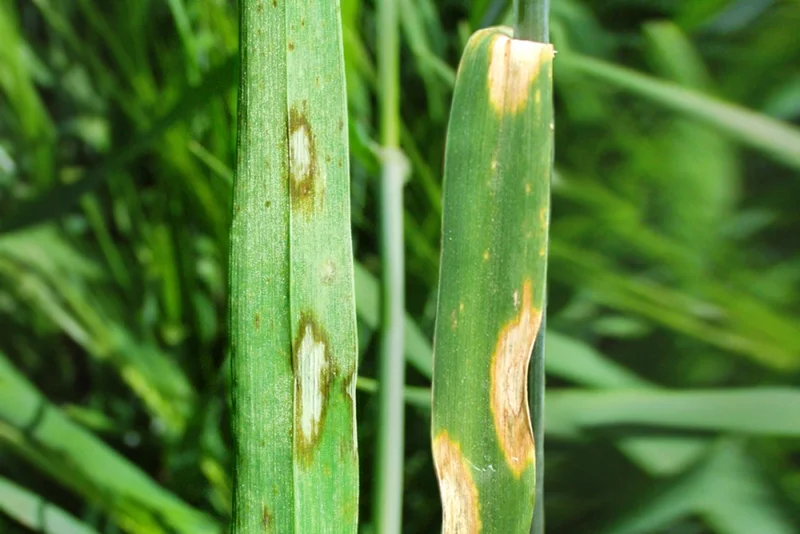 Rhynchosporium-Blattfleckenkrankheit (Rhynchosporium secalis)