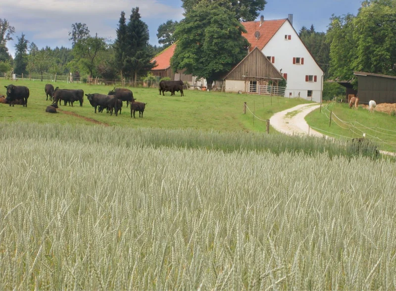 Rinder auf der Weide