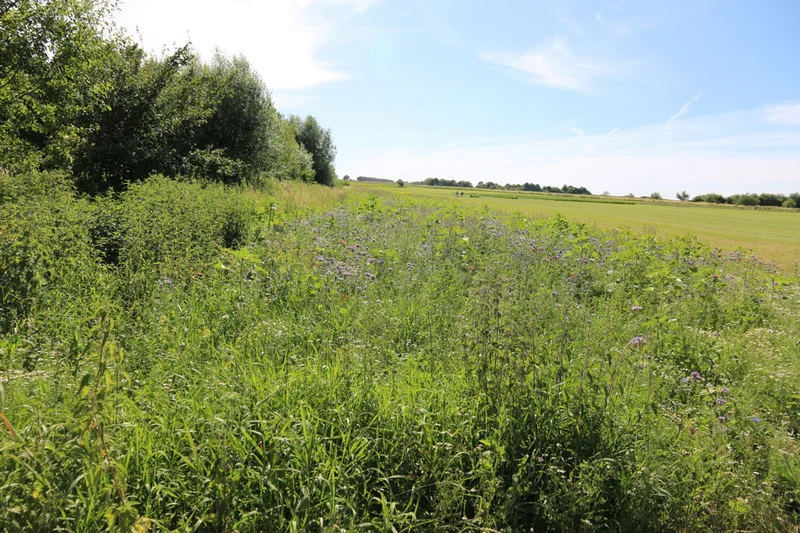 Ackerbegleitflora, daneben eine Feldrand-Hecke, im Hintergrund ein Acker. Klick führt zu Großansicht in neuem Fenster.