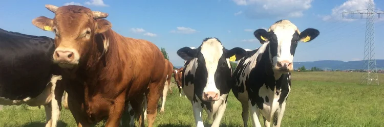 Rinder auf der Weide