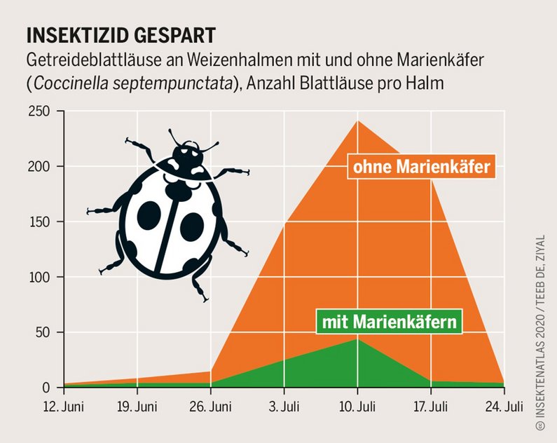 Grafik zum Nutzen der Marienkäfer bei der Blattlausbekämpfung. Klick gührt zu Großansicht in neuem Fesnter.