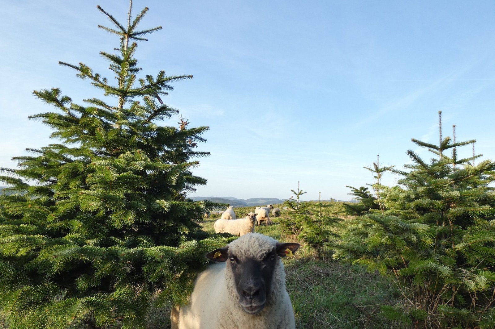 Schafe in Weihnachtsbaumanlage, Klick führt zu Großansicht